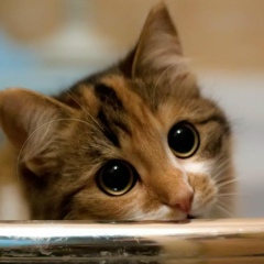 Светлана Константинова, 27.04.1986, Новокузнецк