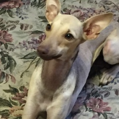 Елена Шестакова, 12.12.1959, Москва