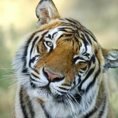 Марат Маратов