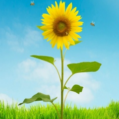 Myint Zu, 09.01.1986