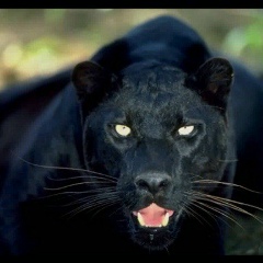 Майя Науменко, Санкт-Петербург