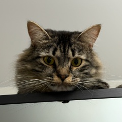 Анастасия Тимохина, Москва