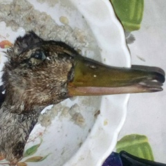 Валентин Валик, 30.09.1983, Харьков