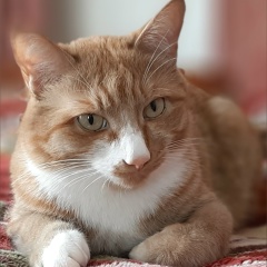 Гоша Матвеев, 14.09.1988