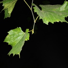 Валентин Пена, 18.06