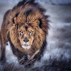 Хабиб Илаев, 10.01.1989, Москва