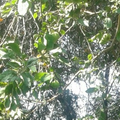 Алма Жумашбаева, 15.11.1986, Алматы