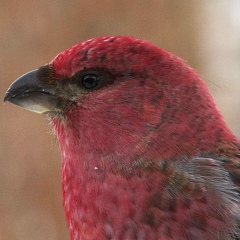 Алексей Дубинин, 14.11, Великий Новгород