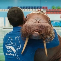 Владимир Сокольский, 29.12.1985, Санкт-Петербург