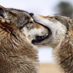 Никита Волков, 22.12.1989, Санкт-Петербург