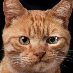 Vahid Alderhanov, 06.03.1989, Махачкала