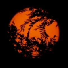 Александр Осипов, 19.04.1985, Санкт-Петербург