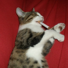 Владимир Садовничий, 15.01.1989, Bruxelles