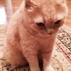 Artur Tsoy, 29.06.1997