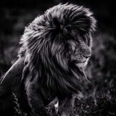 Farid Salmanov, 17.05, Città di Castello