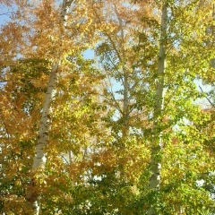 Тимур Карабеков, 03.06.1985, Павлодар