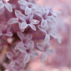 Арайлым Раймбекова, Алматы