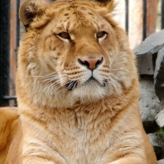 Александр Власенко, 29.07.1986, Минск