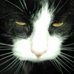 Алексей Мухин, 12.03.1981, Киев