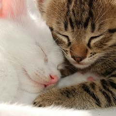 Елена Фомичева, 15.05, Санкт-Петербург