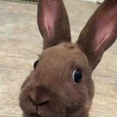 Альбина Актасова, 18.05.1994, Алматы