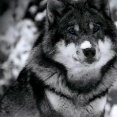 Камалдин Саитов, 28.07.1999, Грозный