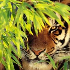 Наталья Решетникова, Новосибирск