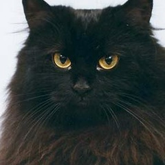 Кассандра Васина, Полтава