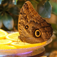 Юлия Андреева, Санкт-Петербург