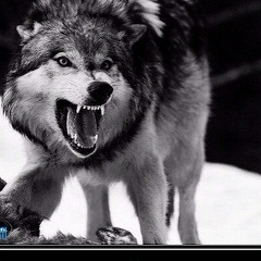 Нихат Гасымов, 10.02.1988, Харьков