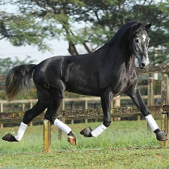 Amalbek Isakbaev, 11.04.1993, Кара-Кульджа