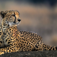 Расул Фазилов, 05.08.1986, Екатеринбург