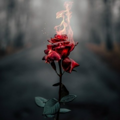 Камиль Муслимов, 01.01, Los Angeles