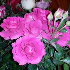 Оксана Игошева, 26.10.1983, Алматы