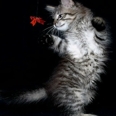 Надежда Курганская, 28.11.1977, Алматы