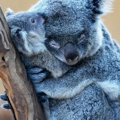 Anastasia Belozerova, 04.07.1987, Новосибирск
