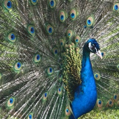 Олечка Забадыкина, Санкт-Петербург