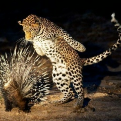 Улан Утесинов, 01.07.1998, Актау