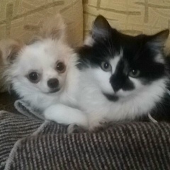 Елена Буханевич, Житомир