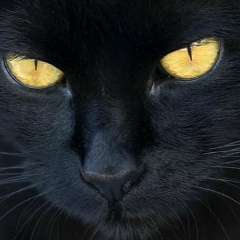 Александр Хороший, 14.05.1977, Москва