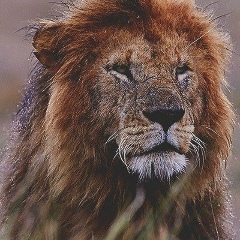 Timur Timurov, 27.11.1981