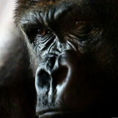 Дмитрий Гмырак, Омск