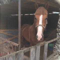 Леван Коазо, 10.03.1987, Москва