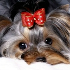 Анна Копылова, 11.10.1977, Ярославль