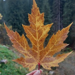 Татьяна Актюбинская, 11.04, Алматы