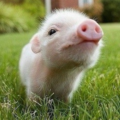 Константин Цзю, 06.10, Минск