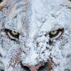 Денис Савченко, 11.06.1992