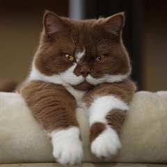 Идрис Магомаев, 02.09, Грозный