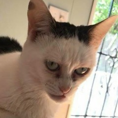 Сергей Ильченко, Санкт-Петербург