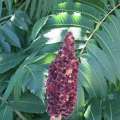 Guldana Kurbanova, 30.09.1940, Алматы